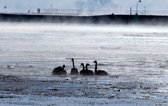 Swans remain through winter in Baltiysk harbor