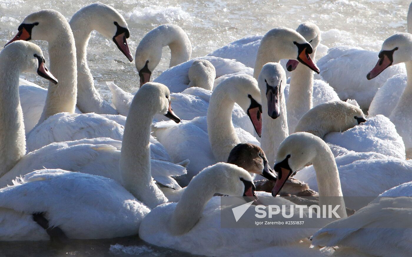 Swans remain through winter in Baltiysk harbor