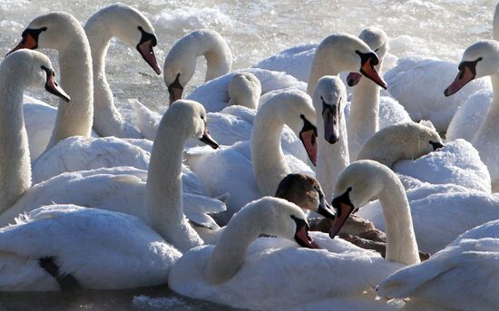 Swans remain through winter in Baltiysk harbor