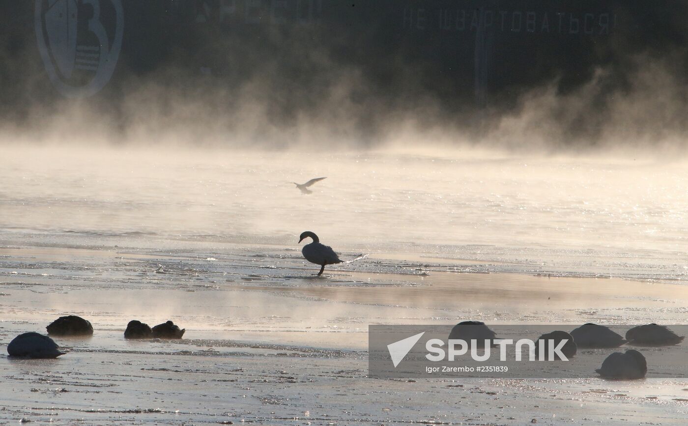 Swans remain through winter in Baltiysk harbor