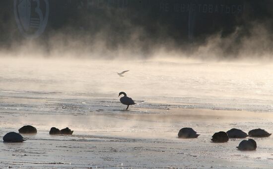 Swans remain through winter in Baltiysk harbor