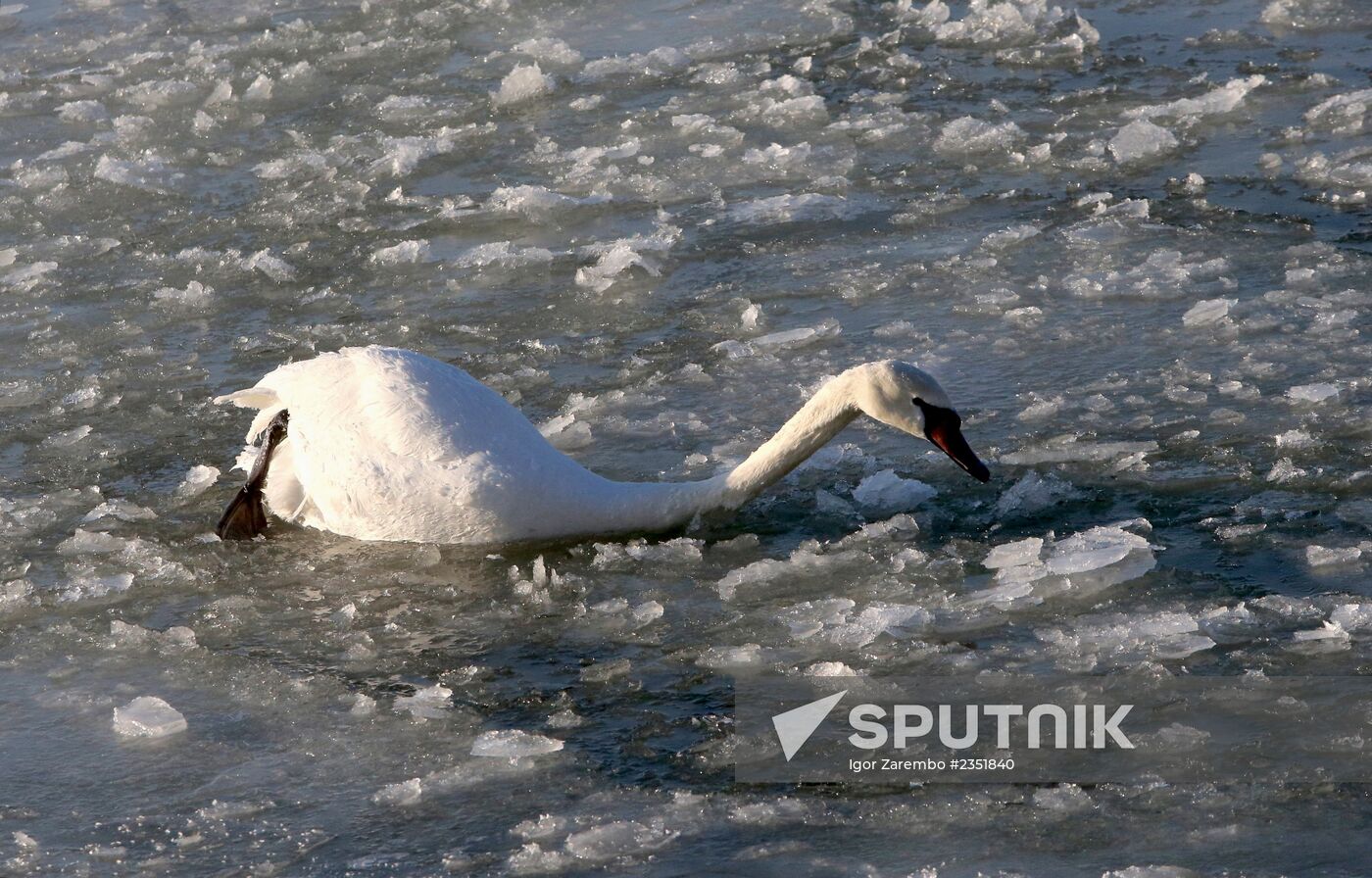Swans remain through winter in Baltiysk harbor