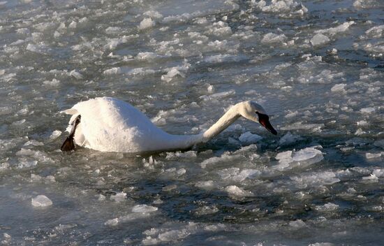 Swans remain through winter in Baltiysk harbor