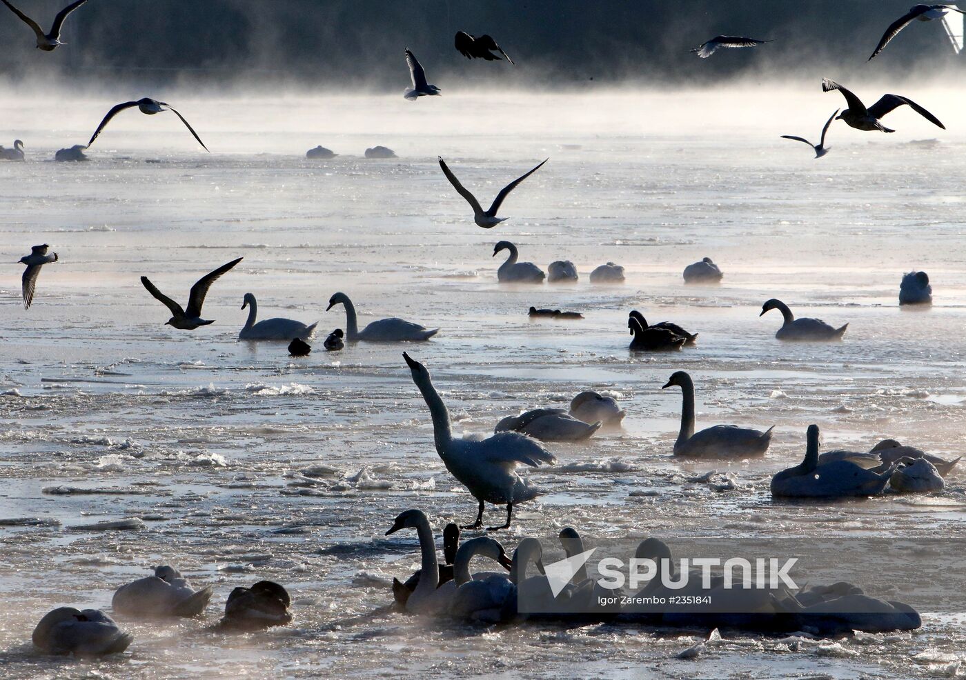 Swans remain through winter in Baltiysk harbor