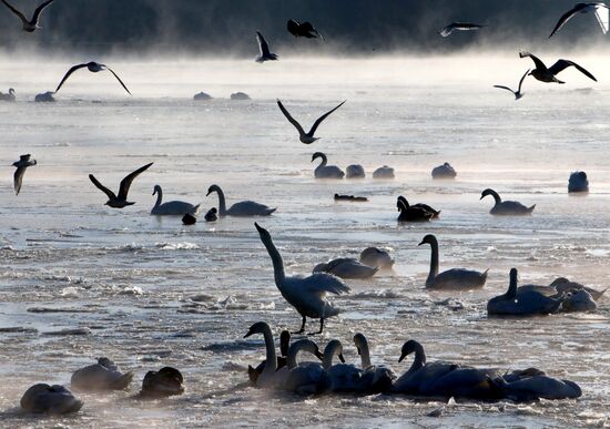 Swans remain through winter in Baltiysk harbor