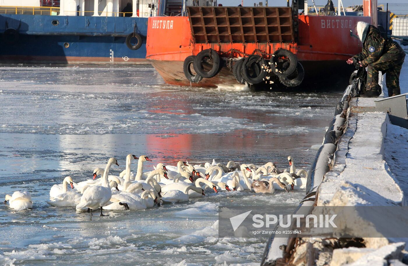 Swans remain through winter in Baltiysk harbor