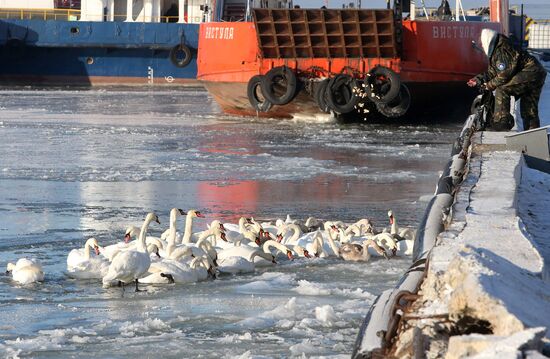 Swans remain through winter in Baltiysk harbor