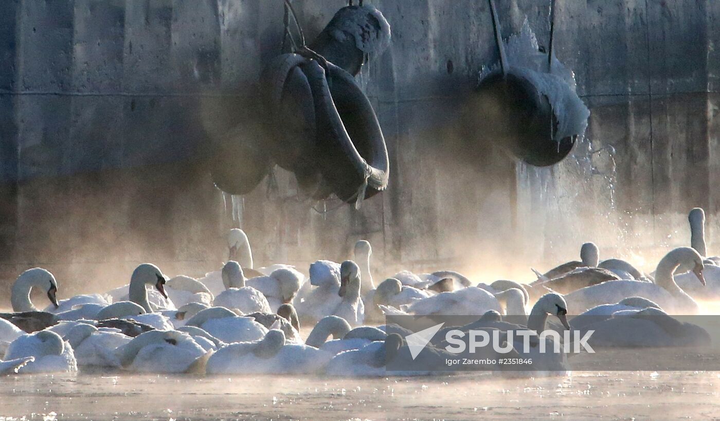 Swans remain through winter in Baltiysk harbor