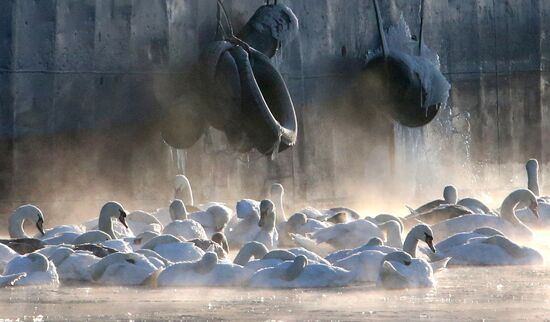 Swans remain through winter in Baltiysk harbor