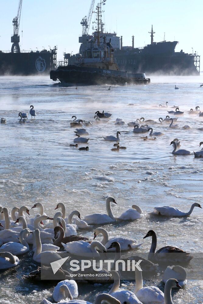 Swans remain through winter in Baltiysk harbor