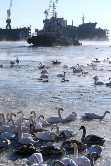Swans remain through winter in Baltiysk harbor
