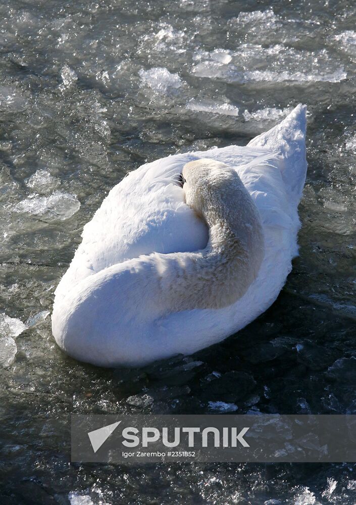 Swans remain through winter in Baltiysk harbor