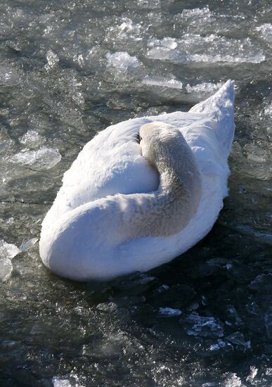 Swans remain through winter in Baltiysk harbor