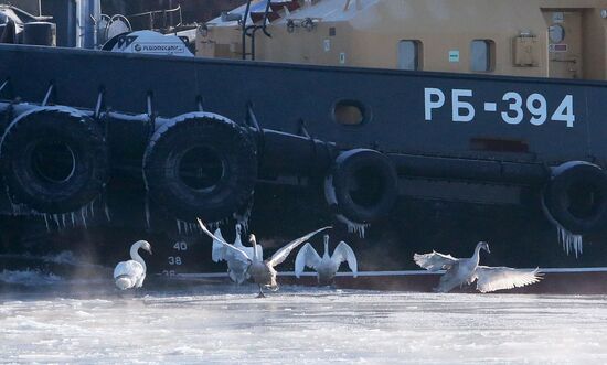 Swans remain through winter in Baltiysk harbor