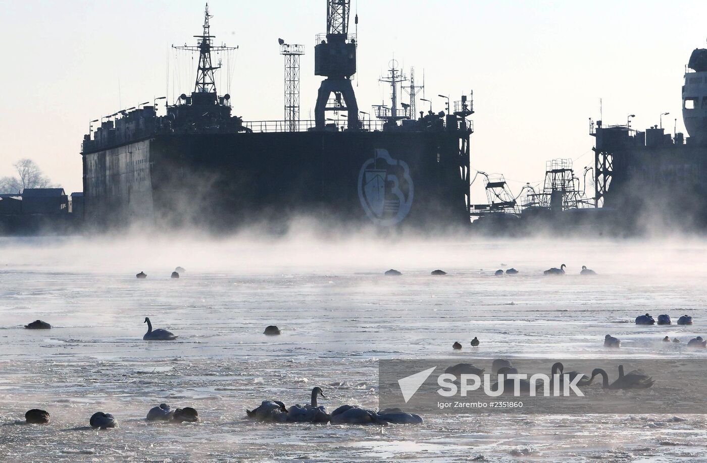 Swans remain through winter in Baltiysk harbor