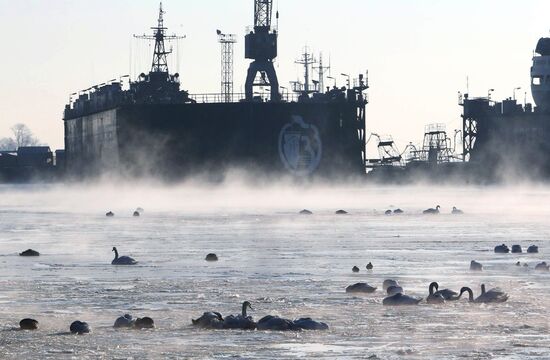 Swans remain through winter in Baltiysk harbor