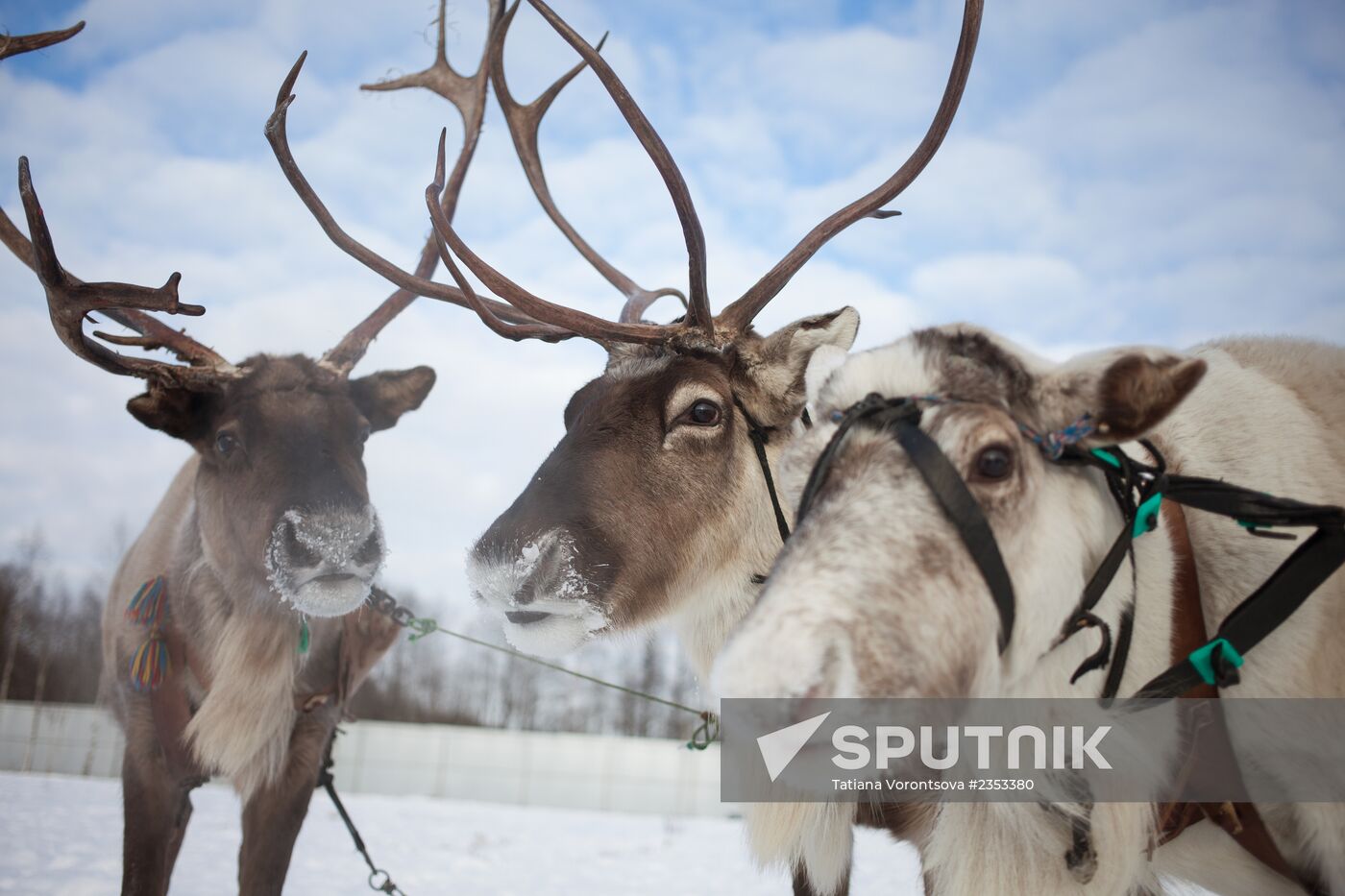 Reindeer Farm in Moscow Region