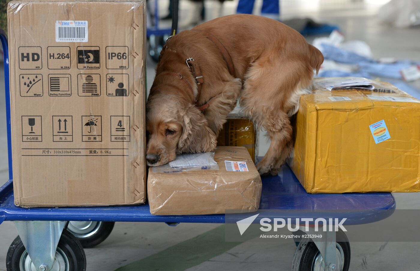 Customs at Tolmachyovo Airport