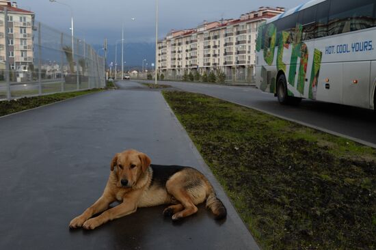 Sochi prepares to host 2014 Winter Olympics