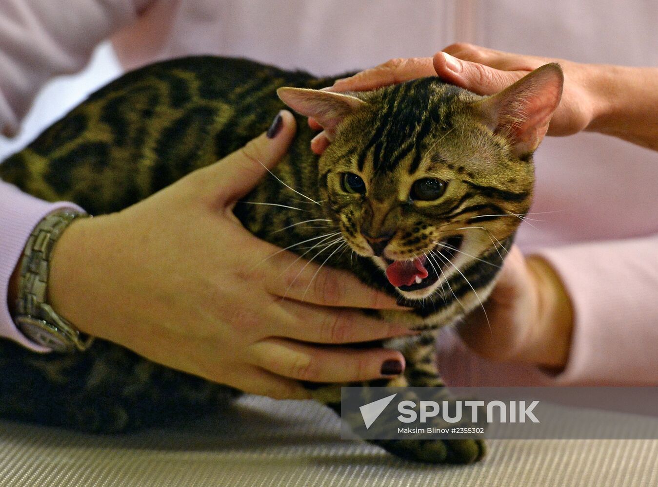 Cats exhibition at All-Russian Exhibition Center