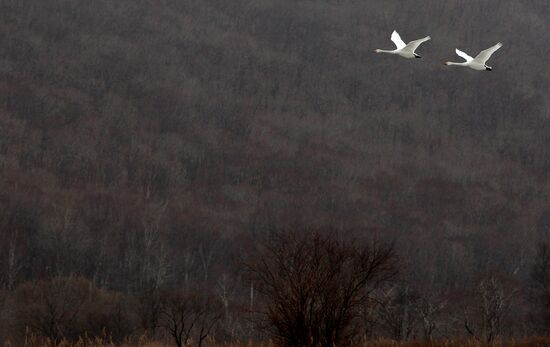 Two white swans winter in Abreck Bay, Primorye Territory