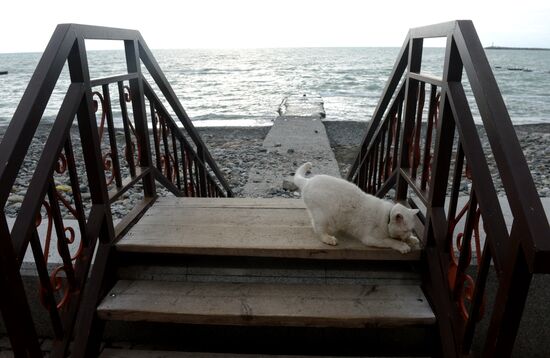 Walk along Sochi embankment