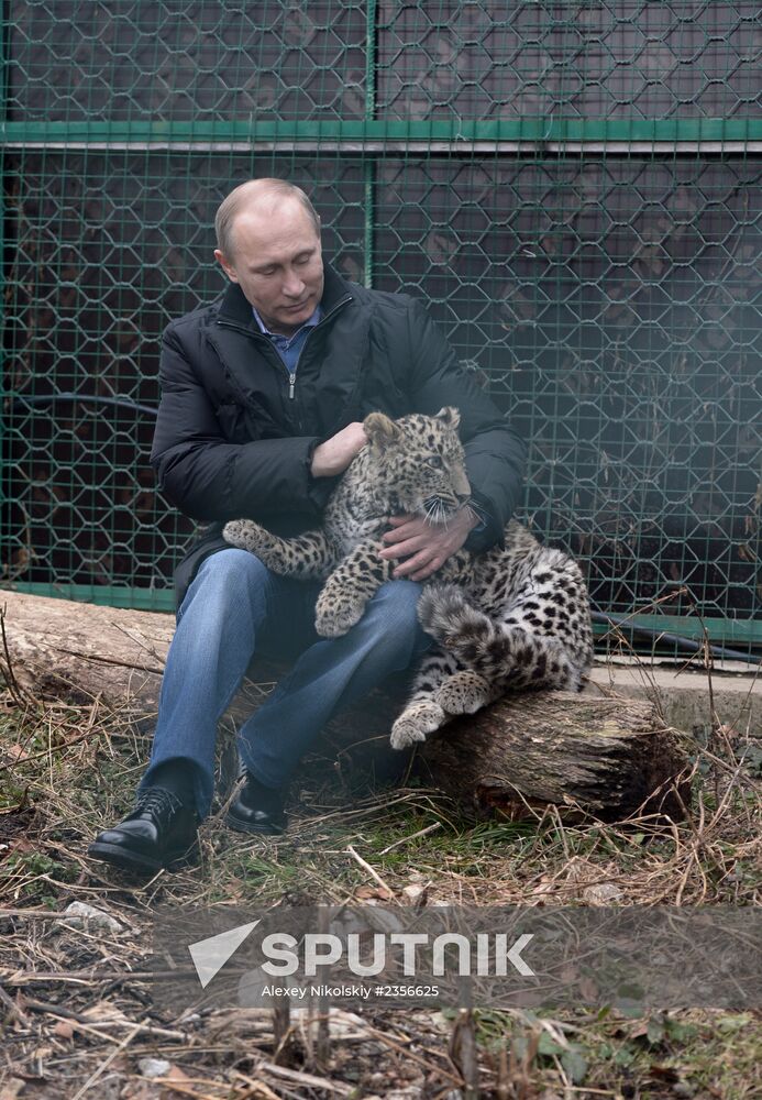 Vladimir Putin visits leopard breeding and rehabilitation center in Sochi