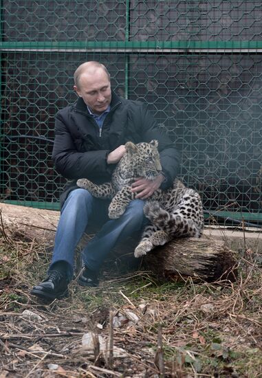 Vladimir Putin visits leopard breeding and rehabilitation center in Sochi