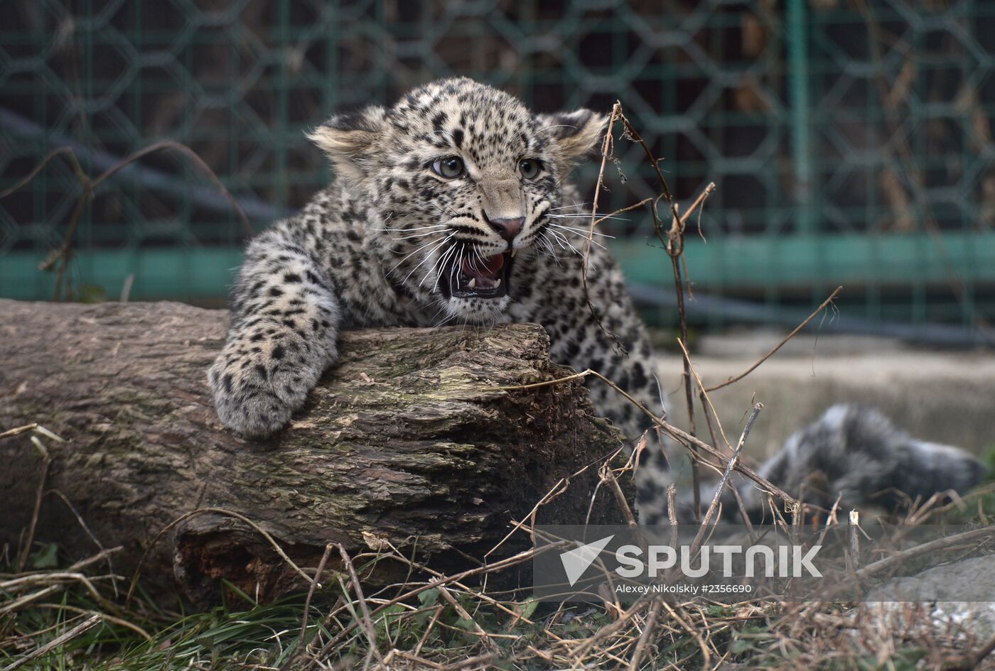 Center for breeding and rehabilitation of leopards in Sochi