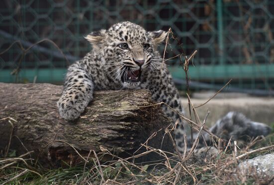 Center for breeding and rehabilitation of leopards in Sochi