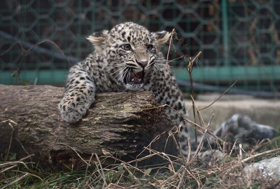 Center for breeding and rehabilitation of leopards in Sochi