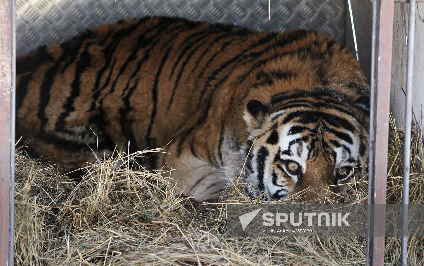 Saved Amur Tiger brought to Safari Park