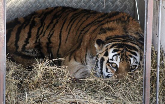 Saved Amur Tiger brought to Safari Park