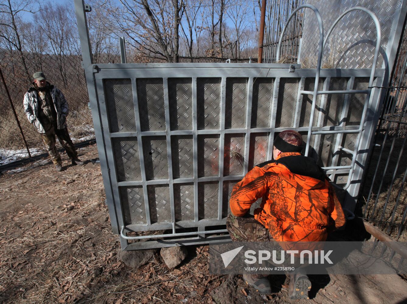 Rescued Amur tiger brought to safari park