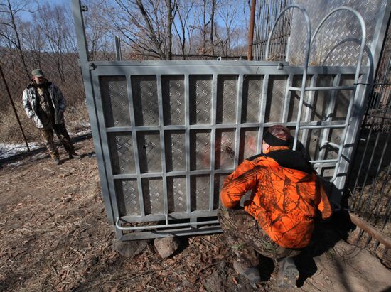 Rescued Amur tiger brought to safari park