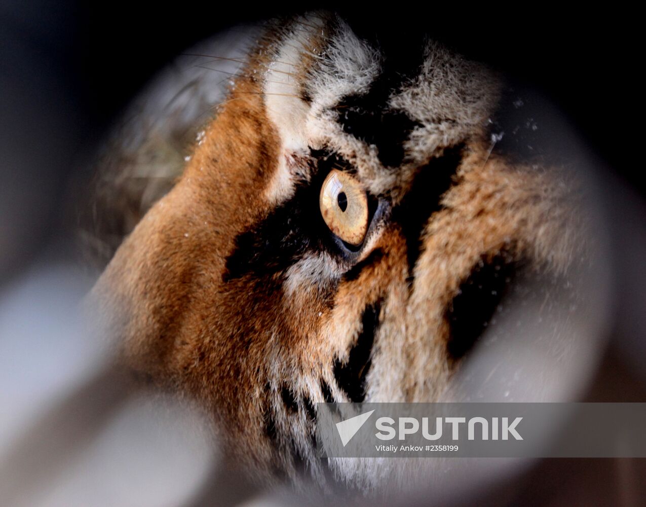 Rescued Amur tiger brought to safari park