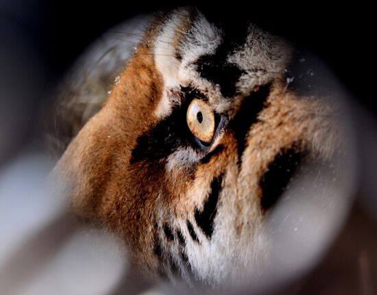 Rescued Amur tiger brought to safari park