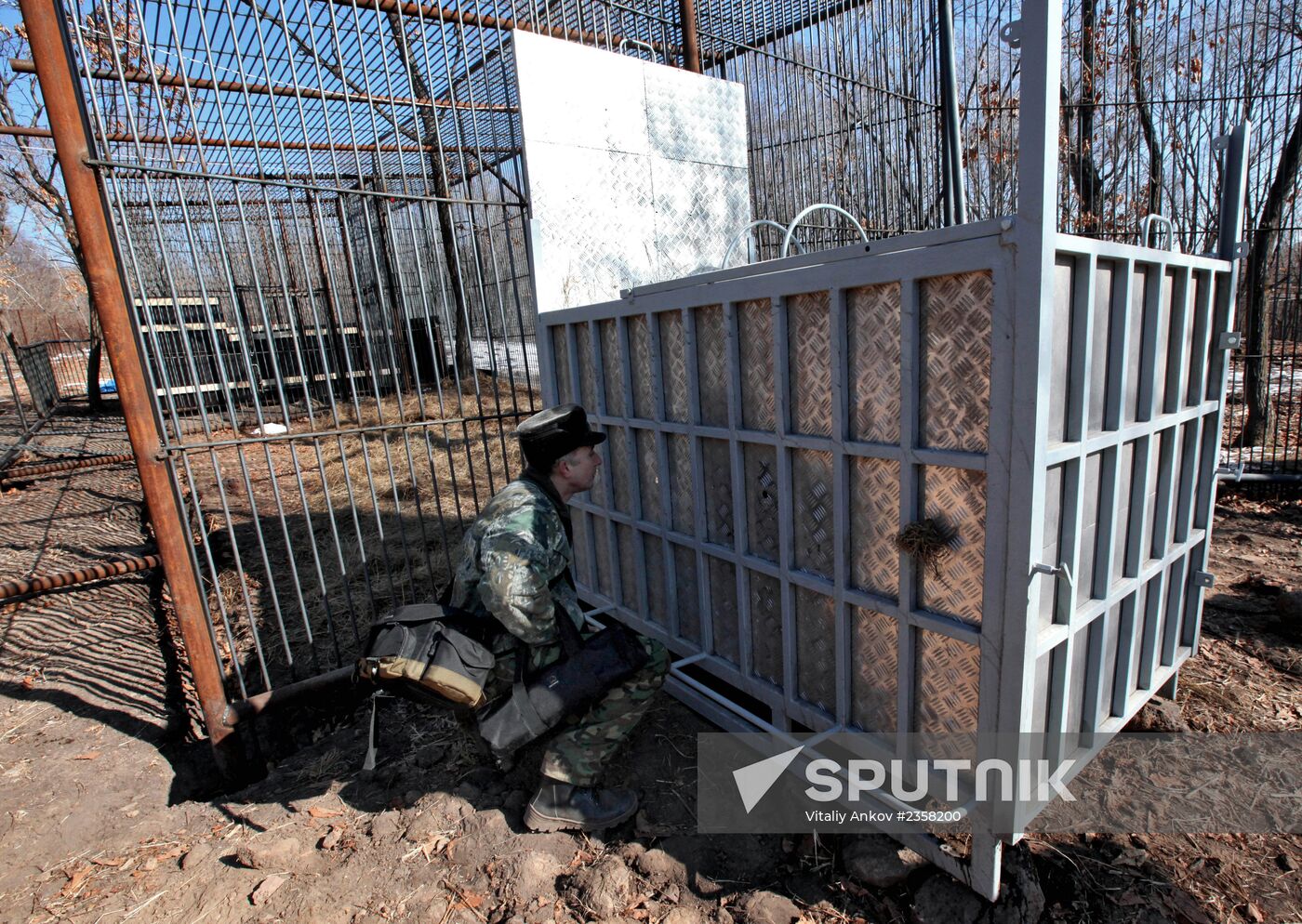 Saved Amur Tiger brought to Safari Park