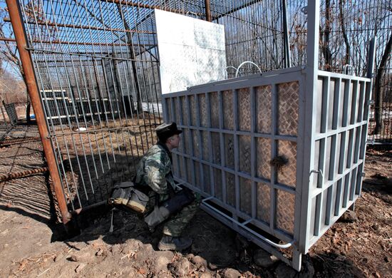 Saved Amur Tiger brought to Safari Park