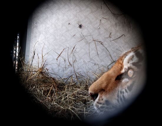 Rescued Amur tiger brought to safari park