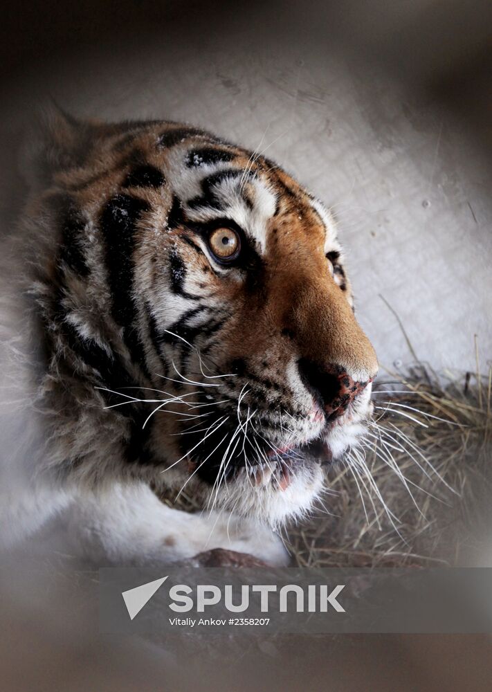 Rescued Amur tiger brought to safari park