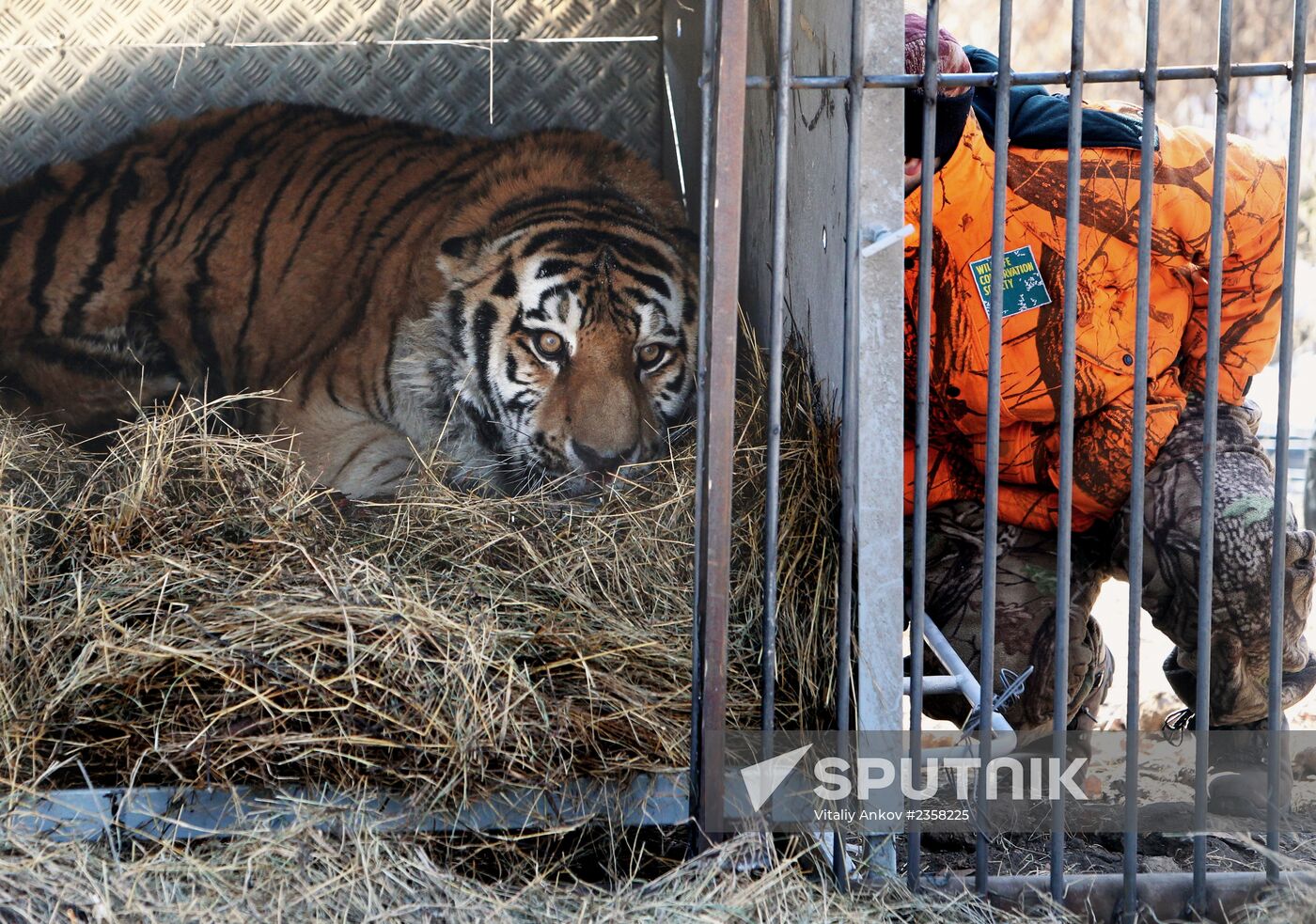 Rescued Amur tiger brought to safari park