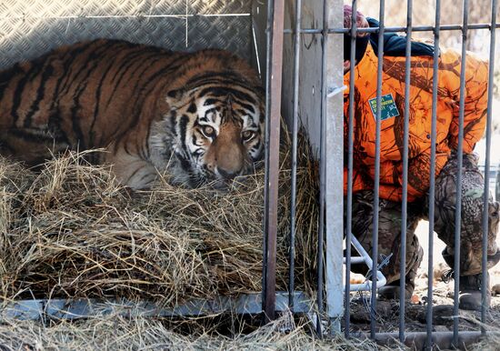 Rescued Amur tiger brought to safari park