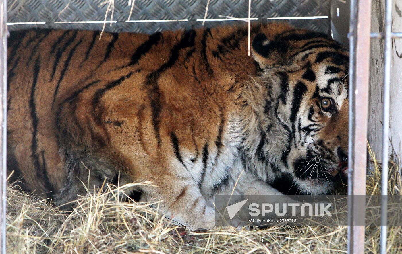 Rescued Amur tiger brought to safari park