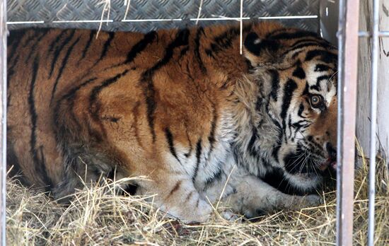 Rescued Amur tiger brought to safari park