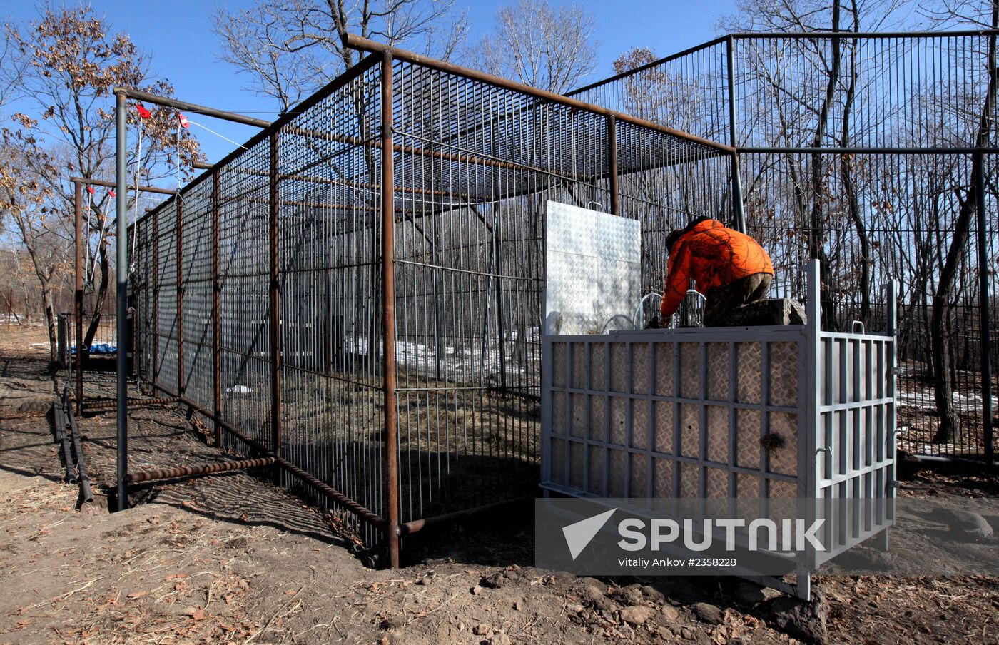 Rescued Amur tiger brought to safari park