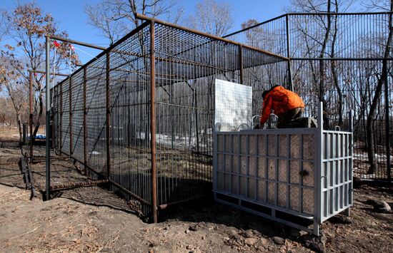 Rescued Amur tiger brought to safari park