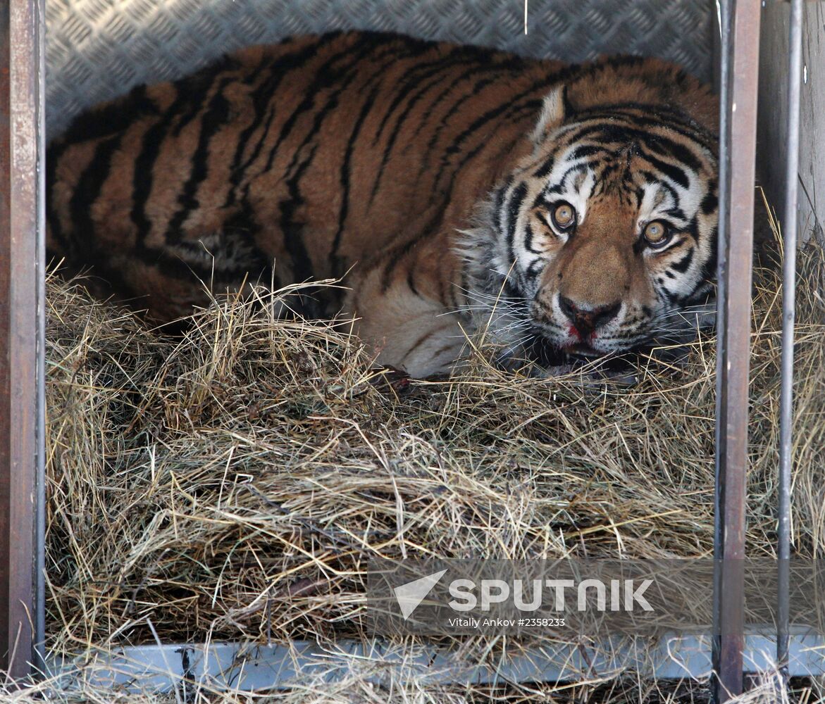 Rescued Amur tiger brought to safari park