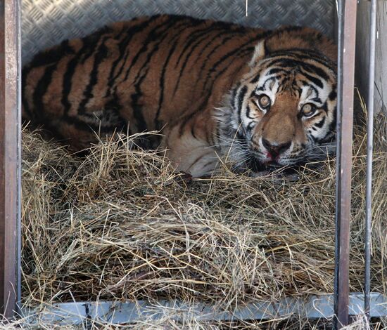 Rescued Amur tiger brought to safari park