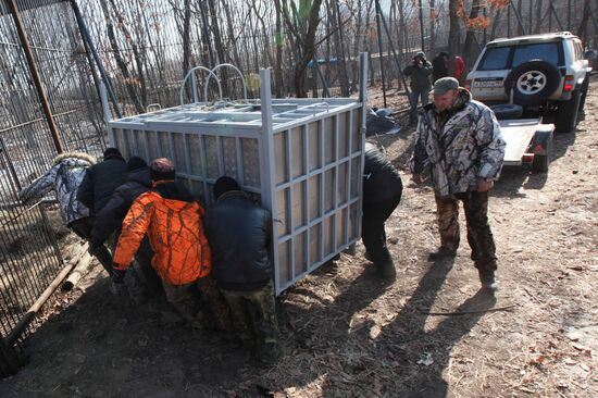 Rescued Amur tiger brought to safari park